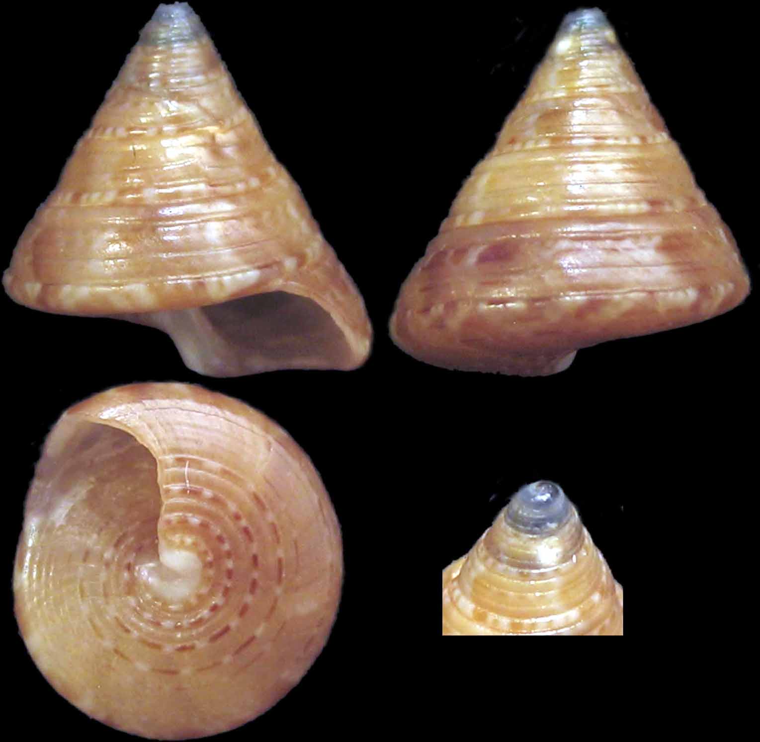 Calliostoma